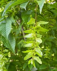 Attēlu rezultāti vaicājumam “Carpinus caroliniana female flower”