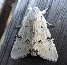 Attēlu rezultāti vaicājumam “Acronicta leporina”