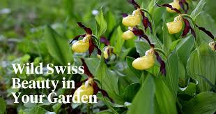 Attēlu rezultāti vaicājumam “Cypripedium calceolus flower”