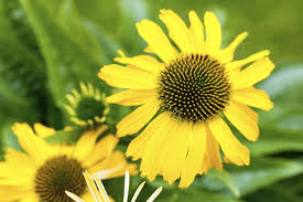 Image result for Sonnenhut