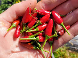 Afbeeldingsresultaat voor thai bird pepper hot pepper