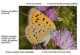 Attēlu rezultāti vaicājumam “Lycaena alciphron underside”