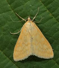 Attēlu rezultāti vaicājumam “Sitochroa verticalis”