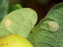 Attēlu rezultāti vaicājumam “Neuroterus albipes”