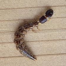 Attēlu rezultāti vaicājumam “Raphidia larva”
