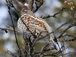 Attēlu rezultāti vaicājumam “Tetrastes bonasia female”