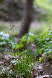 Attēlu rezultāti vaicājumam “Carex loliacea leaf”