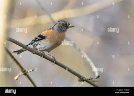 Attēlu rezultāti vaicājumam “Fringilla montifringilla male”