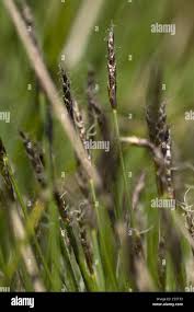 Attēlu rezultāti vaicājumam “Carex pulicaris”