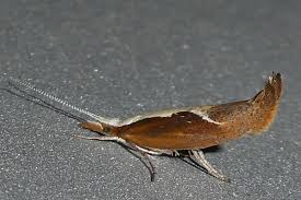 Attēlu rezultāti vaicājumam “Ypsolophidae”