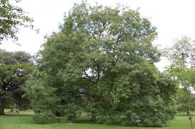 Attēlu rezultāti vaicājumam “Fraxinus excelsior Pendula”