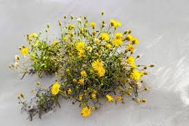 Attēlu rezultāti vaicājumam “Tragopogon heterospermus”