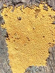 Attēlu rezultāti vaicājumam “Trichia crateriformis”