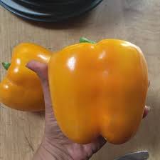 Afbeeldingsresultaat voor californian wonder golden sweet pepper
