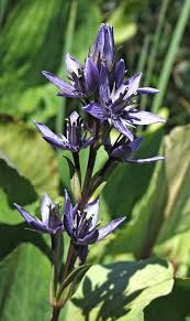 Attēlu rezultāti vaicājumam “Swertia perennis leaf”