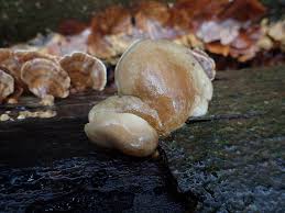 Attēlu rezultāti vaicājumam “Symphytocarpus flaccidus plasmodium”