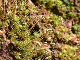 Attēlu rezultāti vaicājumam “Pogonatum dentatum macro”