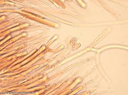 Attēlu rezultāti vaicājumam “Calocera glossoides”
