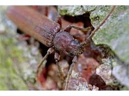 Attēlu rezultāti vaicājumam “Criocephalus rusticus”