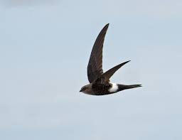 Image result for Apus pacificus