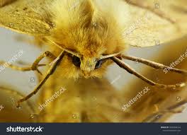 Attēlu rezultāti vaicājumam “Colotois pennaria”