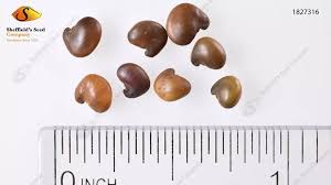 Attēlu rezultāti vaicājumam “Laburnum alpinum fruit”