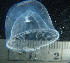 Attēlu rezultāti vaicājumam “Euura brevicornis”