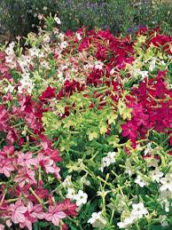 Image result for Nicotiana x sanderae `Perfume`F1