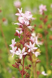 Image result for Diptam