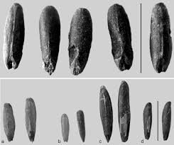 Attēlu rezultāti vaicājumam “Bromus secalinus”
