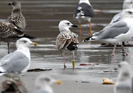 Attēlu rezultāti vaicājumam “Larus argentatus eggs”
