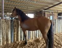 Image result for chestnut friesian