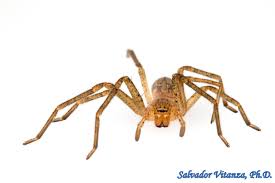 Attēlu rezultāti vaicājumam “Sparassidae”