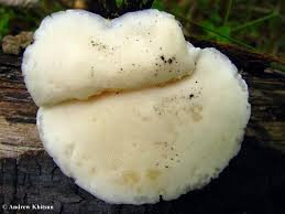 Attēlu rezultāti vaicājumam “Tyromyces chioneus”