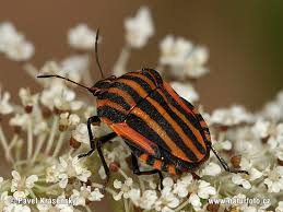 Attēlu rezultāti vaicājumam “Graphosoma lineatum imago”