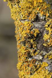 Attēlu rezultāti vaicājumam “Xanthoriicola physciae”