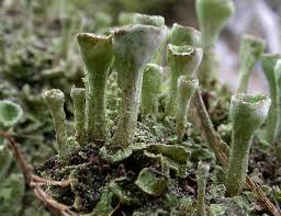 Attēlu rezultāti vaicājumam “Cladonia fimbriata”
