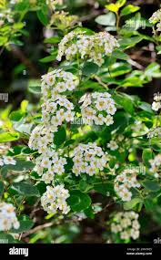 Attēlu rezultāti vaicājumam “Spiraea chamaedryfolia flower”