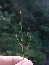 Attēlu rezultāti vaicājumam “Juncus alpinoarticulatus”