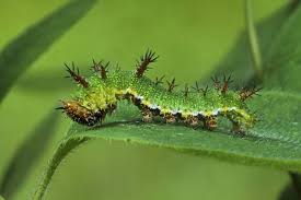 Attēlu rezultāti vaicājumam “Limenitis camilla upperside”