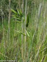 Attēlu rezultāti vaicājumam “Bromus hordeaceus subsp. hordaceus”
