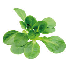 Image result for Feldsalat