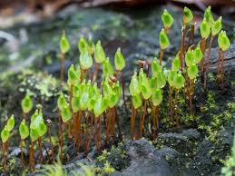 Attēlu rezultāti vaicājumam “Buxbaumia aphylla”