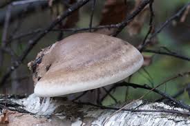 Attēlu rezultāti vaicājumam “Piptoporus betulinus”