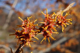 Attēlu rezultāti vaicājumam “Hamamelis vernalis”