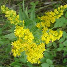 Attēlu rezultāti vaicājumam “Solidago canadensis flower”