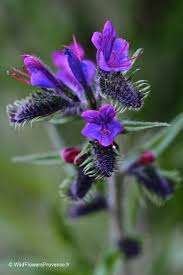 Attēlu rezultāti vaicājumam “Echium vulgare flower”
