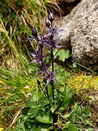 Attēlu rezultāti vaicājumam “Swertia perennis”