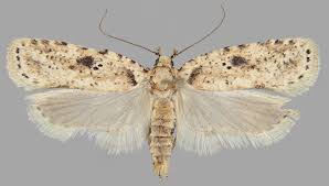 Attēlu rezultāti vaicājumam “Agonopterix aranella”