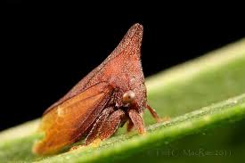 Attēlu rezultāti vaicājumam “Membracidae”